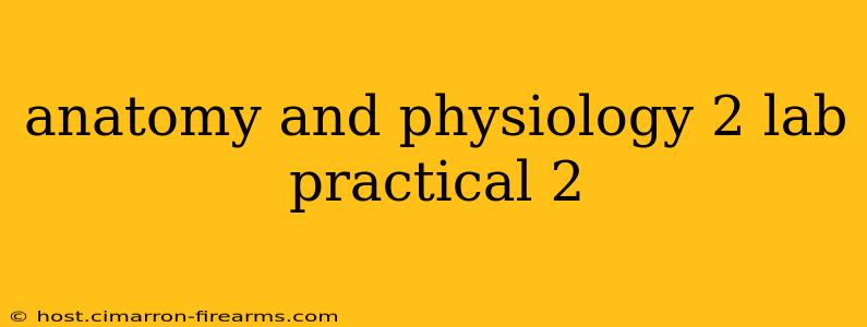 anatomy and physiology 2 lab practical 2