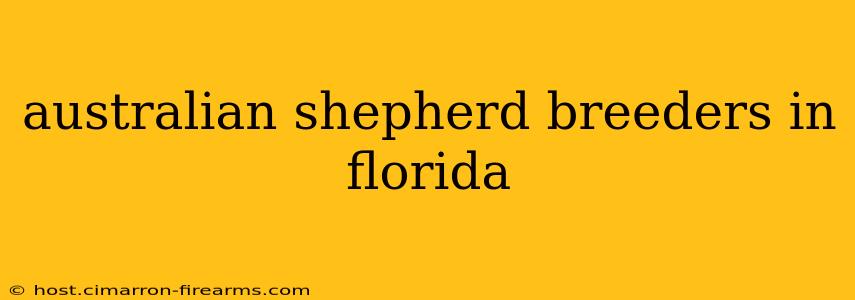 australian shepherd breeders in florida