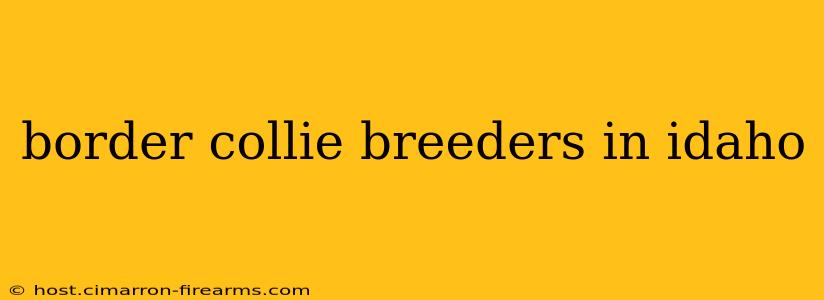 border collie breeders in idaho