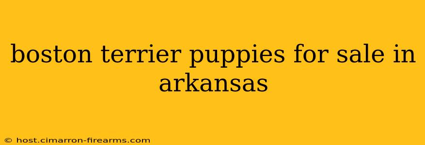 boston terrier puppies for sale in arkansas