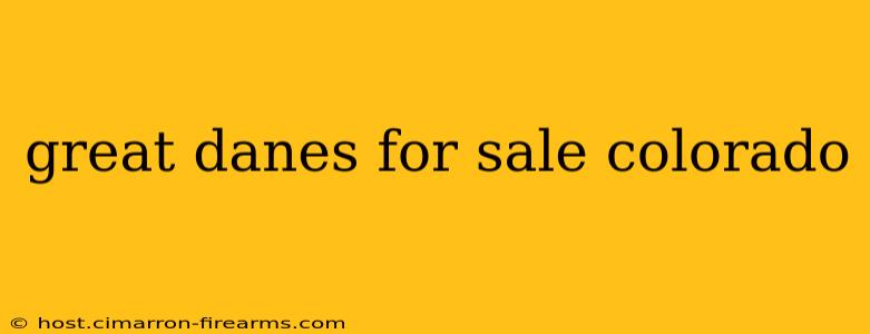 great danes for sale colorado