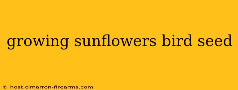 growing sunflowers bird seed