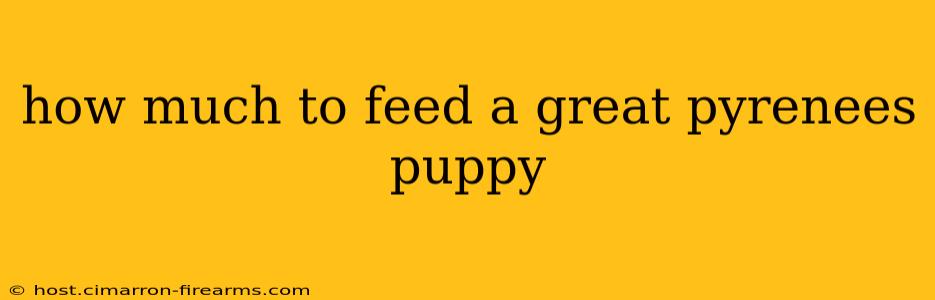 how much to feed a great pyrenees puppy