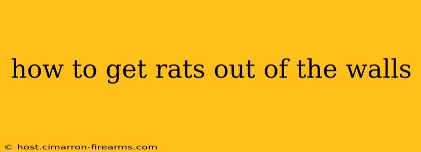 how to get rats out of the walls