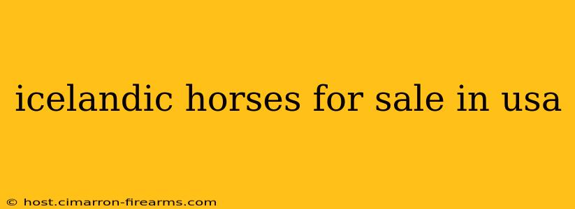 icelandic horses for sale in usa