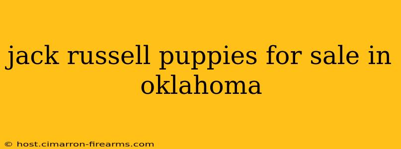 jack russell puppies for sale in oklahoma