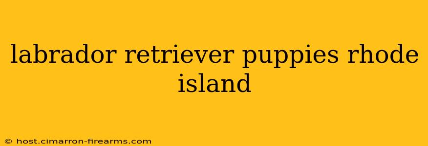 labrador retriever puppies rhode island