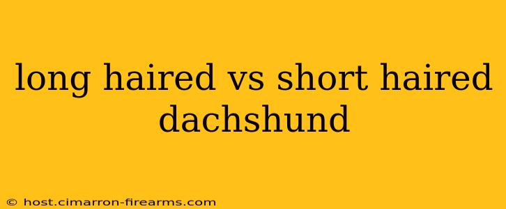 long haired vs short haired dachshund