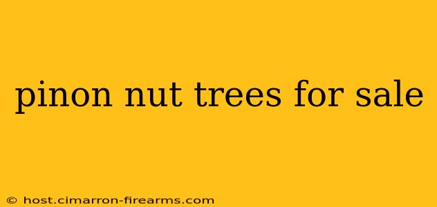 pinon nut trees for sale