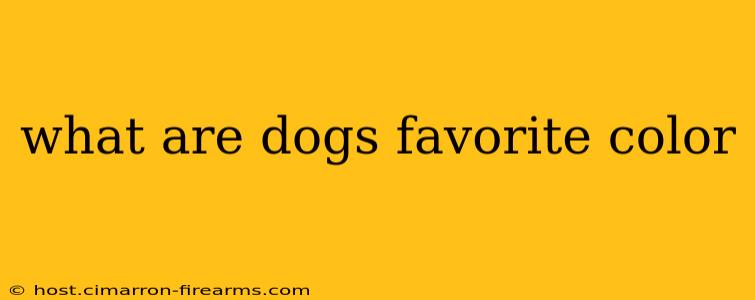 what are dogs favorite color