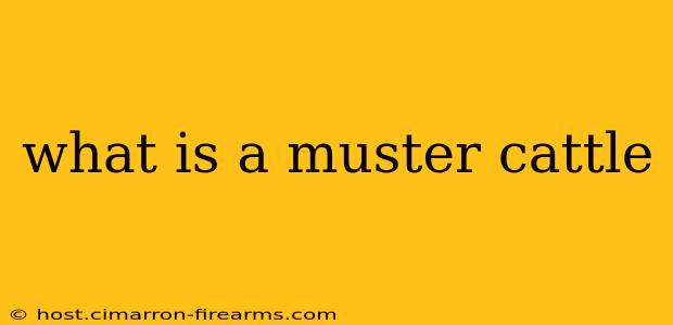 what is a muster cattle