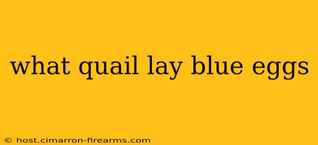 what quail lay blue eggs